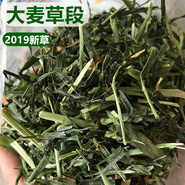 21 Years New Great Wheat Grass Section Hay Rabbit Grass Dragon Cat Dutch Pig Guinea Pig Herd Rabbit Food Feed 4 copies