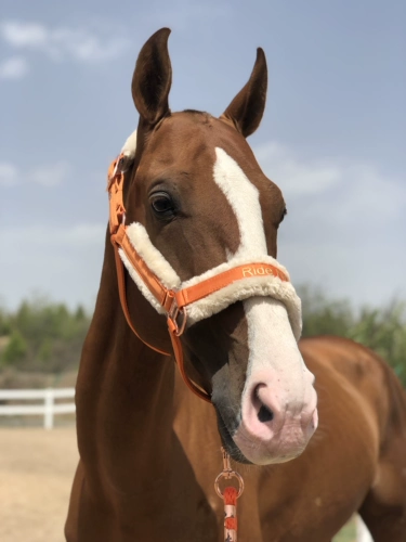 Марма Лошади Шляпы Лошадь шесть лет -Малайзия Малайзия Европейская память