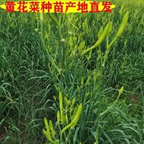 Yellow cauliflower seedling root Datong high-quality golden needle seedling root vegetable seeds Green balcony flowers 100 special offer