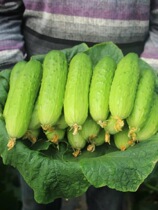 Fruit cucumber fresh cucumber 5kg Shandong non 10 Haiyang White Jade northeast dry soil eat fresh vegetables