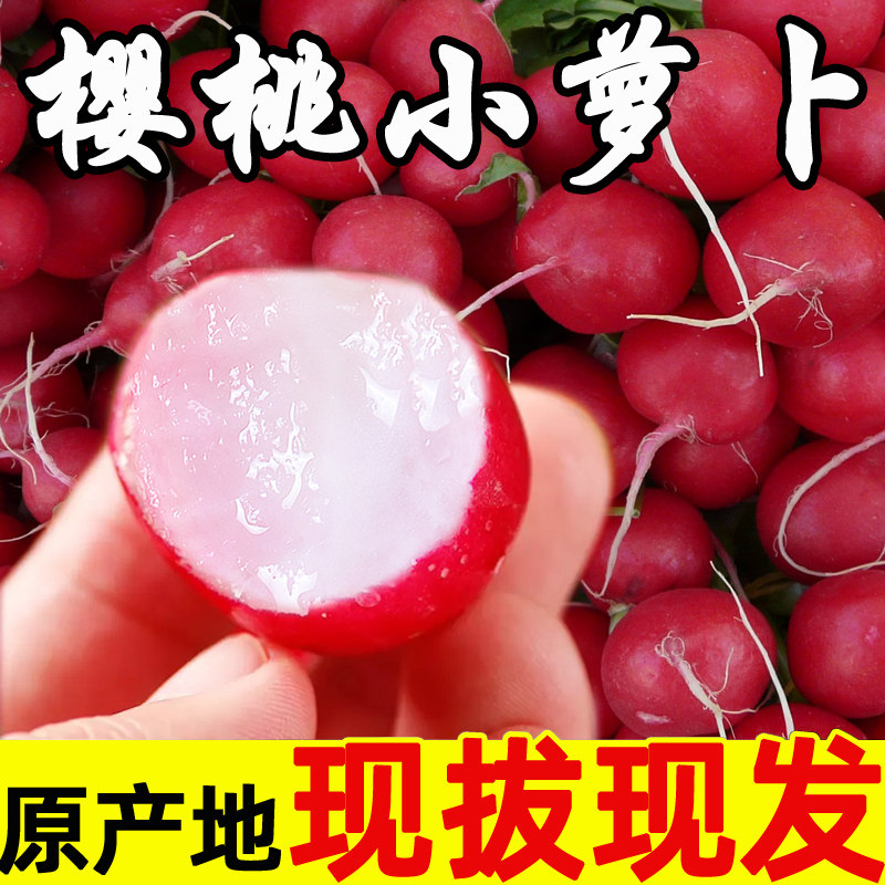 Cherry fruit radish fresh small red radish 5 catties sweet and crisp fruit authentic Weifang Qingshawo vegetables