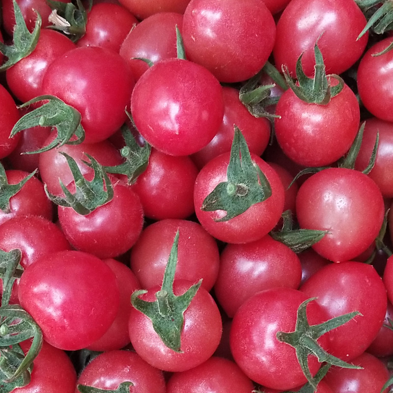 Cherry tomatoes fresh small tomatoes 5kg fruit cherry tomatoes seasonal vegetables non-Hainan Millennium