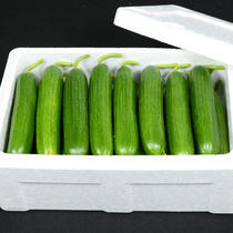 Fruit cucumber 5kg fresh raw cucumber non-Northeast dry white jade cucumber cucumber cucumber without thorns 3 Vegetables