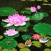 Mô phỏng hoa sen mô phỏng hoa sen nổi nước hoa sen cho Phật hồ cá trang trí ao giả hoa sen đạo cụ múa - Hoa nhân tạo / Cây / Trái cây hoa giả để bàn Hoa nhân tạo / Cây / Trái cây