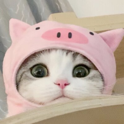 香菜猫家居服