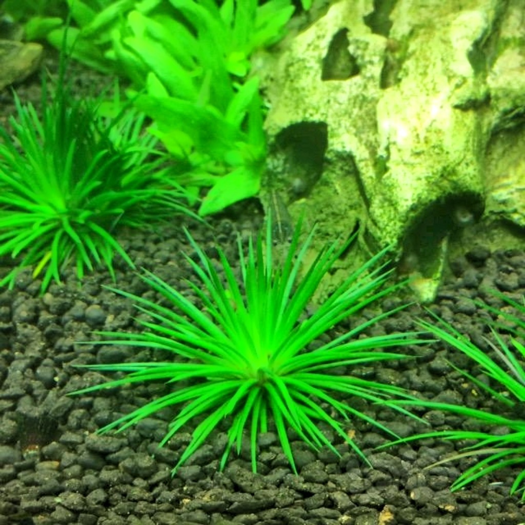 古精类水草:茨城古精线叶宽叶迷你稀有草缸植物,打造梦幻水族景观!-水草-淘宝好物网