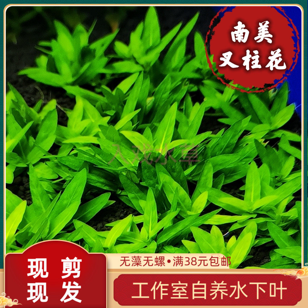南美叉柱花水下叶中前景造景荷兰式草缸无需转水新手懒人淡水水草，轻松打造梦幻水族世界！-水草-淘宝好物网
