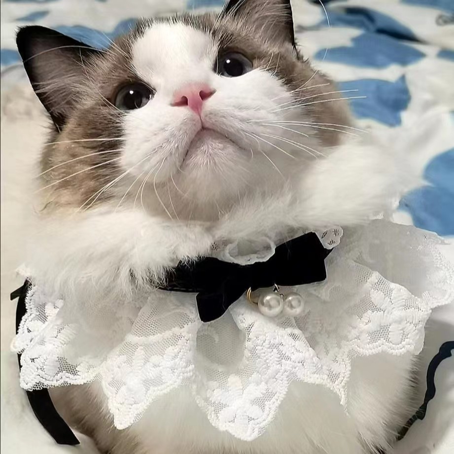 Happy猫宠物生活