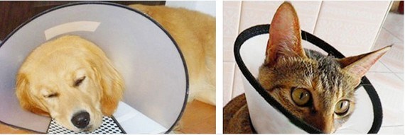Elizabeth vòng tròn mèo chó cổ áo mui xe cổ áo cổ áo bảo vệ vật nuôi mui xe chống cào chó cổ - Cat / Dog hàng ngày Neccessities 	hộp đựng đồ ăn cho chó