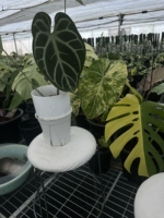 2024 новый увеличитель высоты цветочного горшка, белый