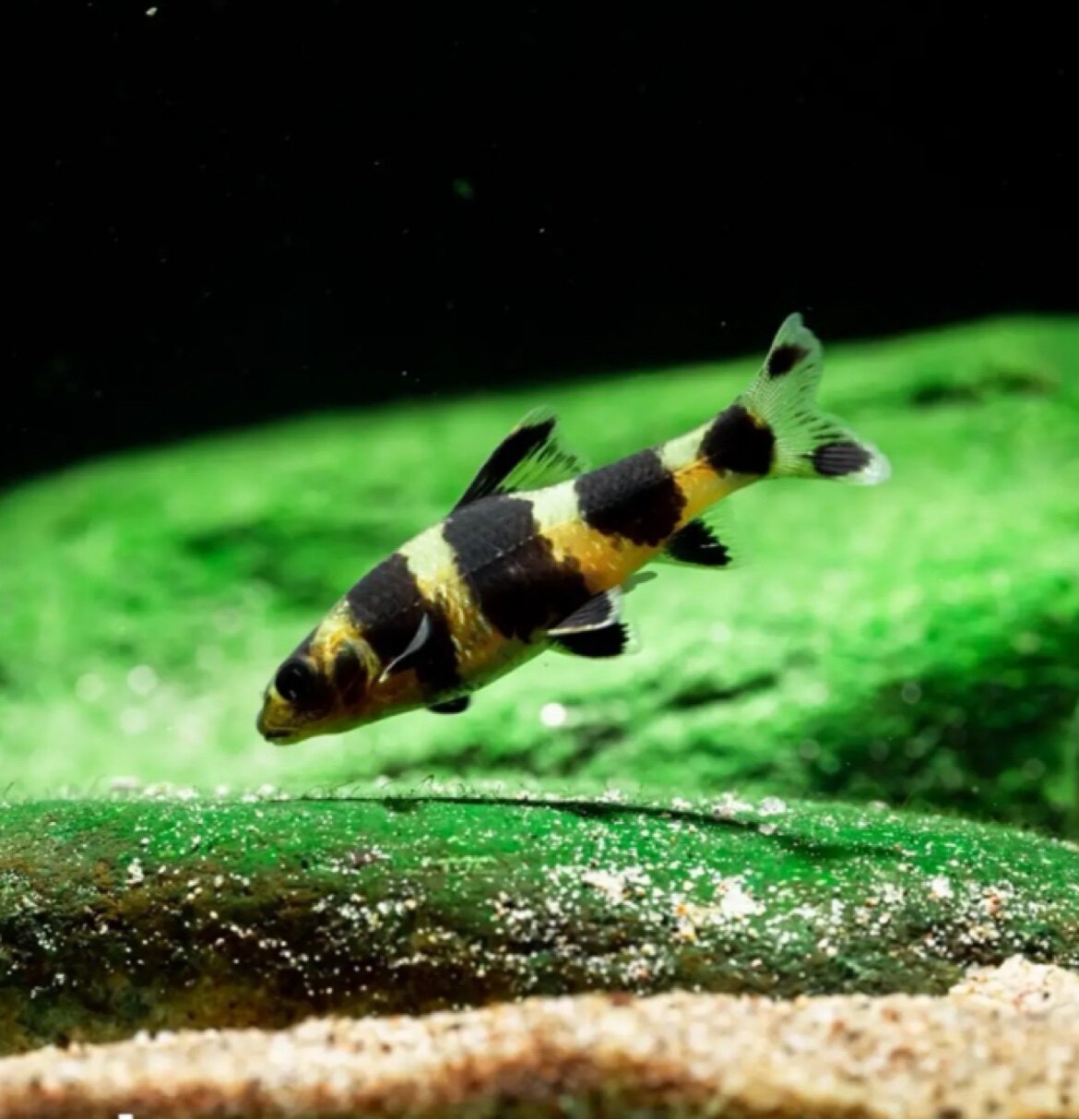 小浪花水族馆