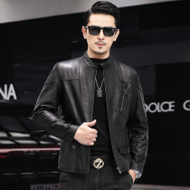 Haining leather men's short collar middle-aged first layer calf leather oil wax locomotive jacket spring and autumn coat