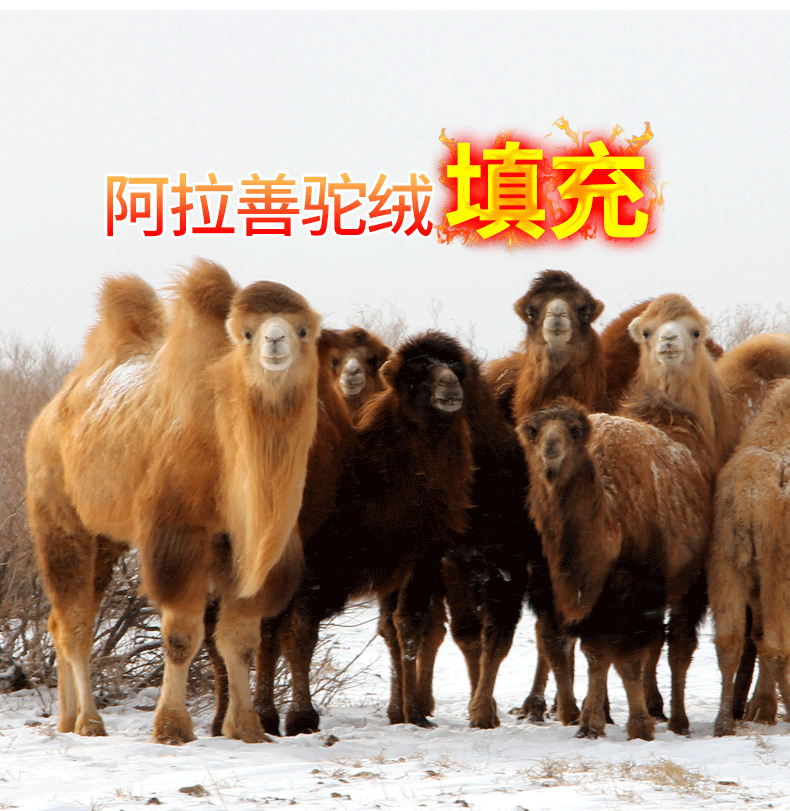 齐微 男女款四层加厚 驼绒保暖棉裤 图1