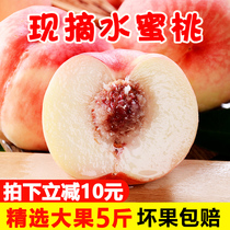 Now pick peaches should be fresh pregnant fruit fruit big fruit 5 pounds autumn red honey hair peach yellow peach