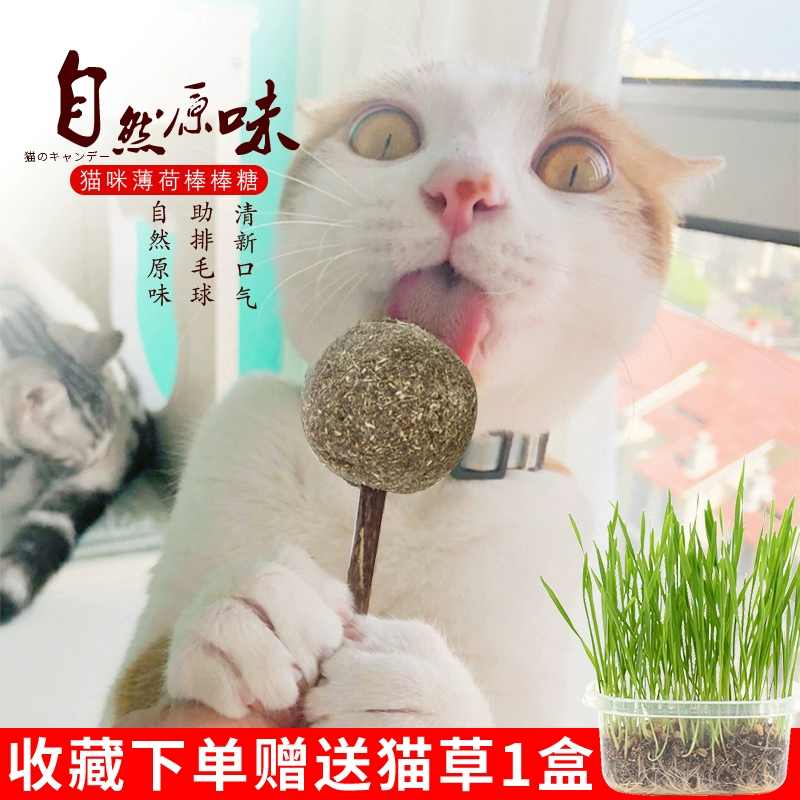 Mèo Lollipop Đồ chơi Mint Ball Gỗ Tian Li Mèo Cỏ Mèo Snacks Funny Cat Stick Molar Stick Mèo con Mèo con Kitty - Mèo / Chó Đồ chơi