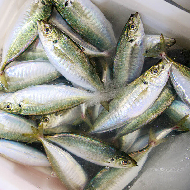 巴浪鱼怎么选?养殖竹荚鱼、蓝圆鲹刺巴鱼,哪种更好吃?🐟深度测评来了!--淘宝好物网
