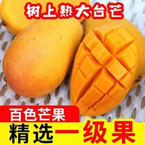 Helping farmers Guangxi Baise Tiandong Dadai Mangtai Nongmang fresh seasonal fruits whole box of large fruits 10 pounds ready to pick