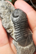 WOrdovician Trilobite Fossil Gem Bug