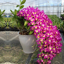 Dendrobium township Dendrobium seedlings Home green plants Spring and Autumn Dendrobium potted indoor flowers Chlorophyll flowers Hydroponic plants