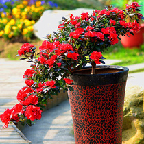 Rhododendron Lily Dendrobium green plant Indoor chlorophyll Flower Balcony Potted green dill Fortune tree Hydroponic plant