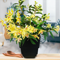 Dendrobium tin seedling Chishui Nobile Drumstick Dendrobium seedling Dendrobium Orchid plant Chlorophyll flower pot Landscape plant Green plant potted plant