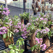 Jiang Nanfeng Dendrobium seedling red rod soft foot 3-year seedling Indoor balcony Chlorophyll green plant Potted edible green plant