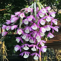 Indoor Dendrobium seedling wall-mounted board plant green dendrobium plant potted spring Dendrobium seedling chlorophyll flower hydroponic green plant