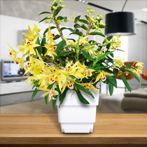 Chishui Nobile Dendrobium seedling potted chlorophyll flower Yanglan green dendrobium hydroponic plant Dendrobium Dendrobium Bonsai