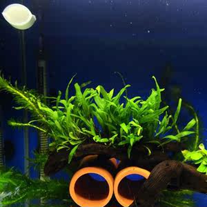 【水晶虾水草价格】最新水晶虾水草价格\/批发