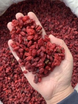 Anguo Chinese herbal medicine wholesale market dogwood and potato meat selection tube skin sulfur-free 1000g