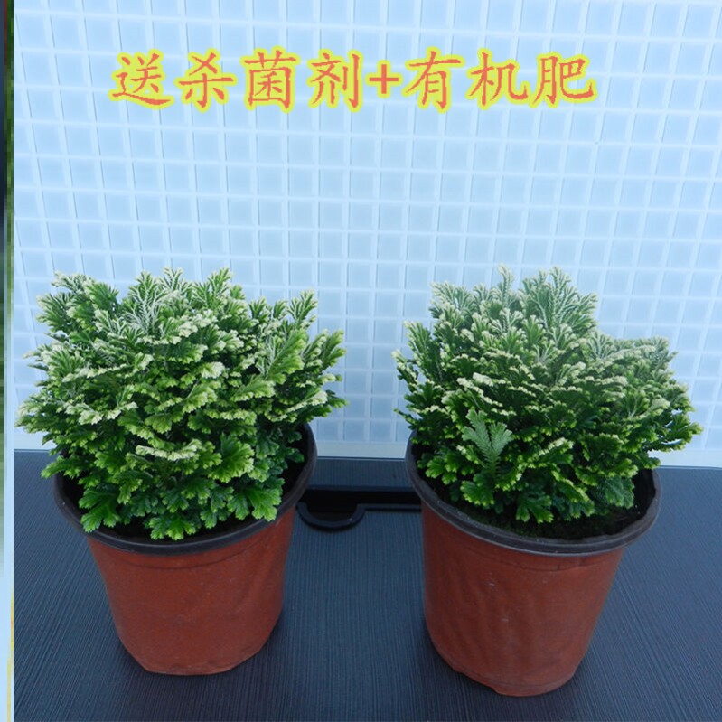 Also soul grass potted plants Resurrection grass immortality green planting office Mini easy to live except formaldehyde radiation all season evergreen