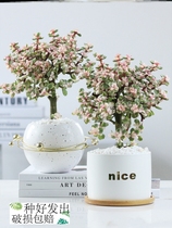 Golden Branch Jade Leaf Potted Plant Suction Formaldehyde Indoor outdoor purifying air office Desktop Green Planting Pendulum resistant to drought