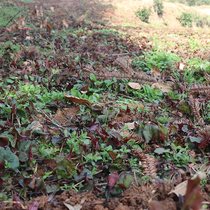 Now dig fresh Houttuynia festival leaves 2 pounds of Guizhou and Sichuan cold salad wild tender ear roots fold side children