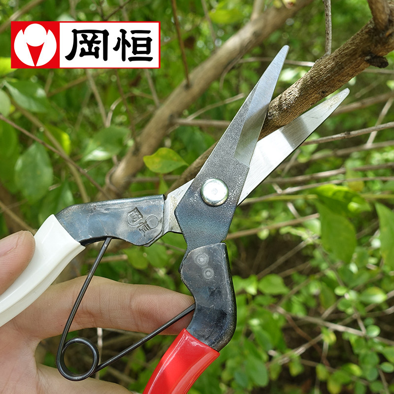 Japan Import Okheng 304 Sprout Cutting of prunes with fruit Scissors Fruit tree rare fruit Grape Orange Bonsai Cut