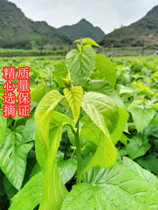 Guangzhou Shipping] mulberry leaf fresh mulberry leaf mulberry leaf mulberry tender leaf silkworm leaf to feed silkworms baby feed silkworm