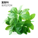 Зеленое растение Стенка Стены Растение настенные лужайки