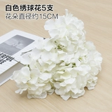 Зеленое растение Стенка Стены Растение настенные лужайки