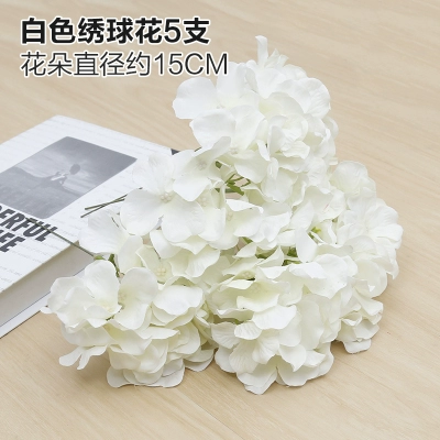 Зеленое растение Стенка Стены Растение настенные лужайки