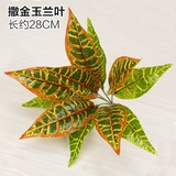 Зеленое растение Стенка Стены Растение настенные лужайки