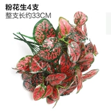 Зеленое растение Стенка Стены Растение настенные лужайки