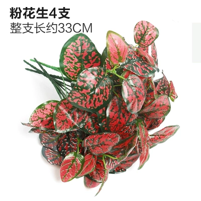 Зеленое растение Стенка Стены Растение настенные лужайки