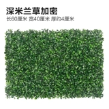 Зеленое растение Стенка Стены Растение настенные лужайки