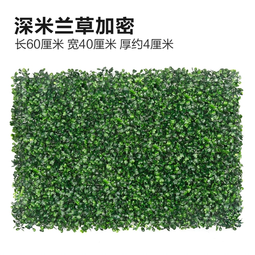 Зеленое растение Стенка Стены Растение настенные лужайки