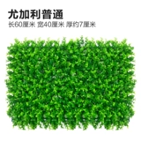 Зеленое растение Стенка Стены Растение настенные лужайки