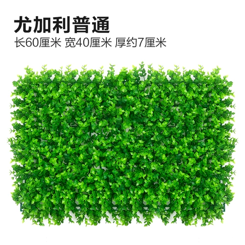Зеленое растение Стенка Стены Растение настенные лужайки