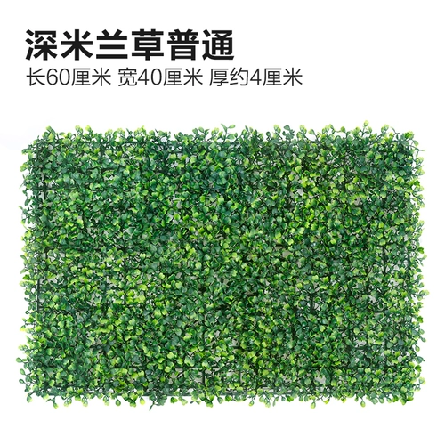 Зеленое растение Стенка Стены Растение настенные лужайки