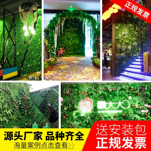 Зеленое растение Стенка Стены Растение настенные лужайки