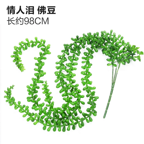 Зеленое растение Стенка Стены Растение настенные лужайки