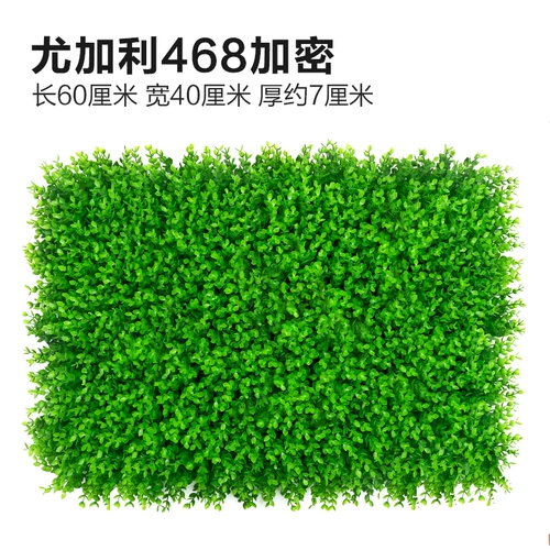 Зеленое растение Стенка Стены Растение настенные лужайки