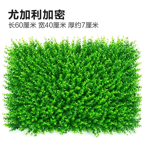 Зеленое растение Стенка Стены Растение настенные лужайки